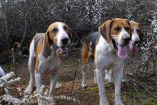 Photos de chiens de meute